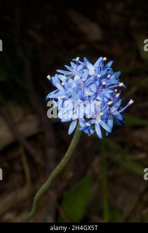 Blue Pincushion flowers (Brunonia Australis) often appear purple in photos, because they reflect more Infra Red than our eyes see. Here's a true blue. Stock Photo