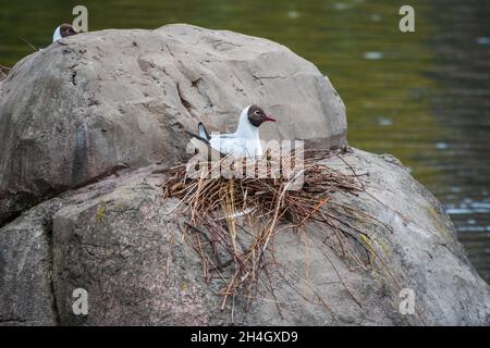 The common tern, Sterna hirundo, sits in its nest on rock on lake shore. Seabird sits in its nest in spring Stock Photo
