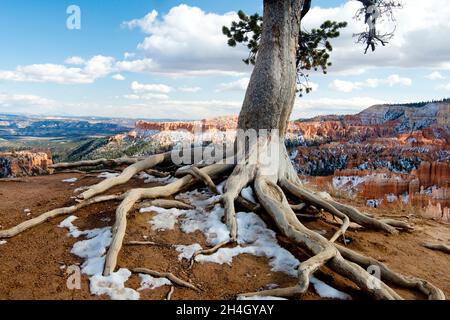 Limber Pine with exposed roots (Pinus flexilis), Bryce Canyon National Park, Utah Stock Photo