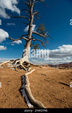 Limber Pine with exposed roots (Pinus flexilis), Bryce Canyon National Park, Utah Stock Photo