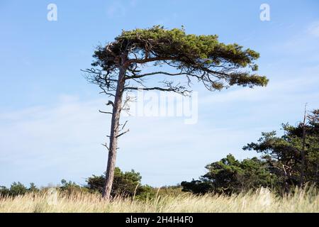 Pine tree (Pinus), West beach, Fischland-Darss-Zingst, National Park Vorpommersche Boddenlandschaft, Mecklenburg-Western Pomerania, Germany
