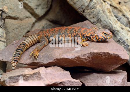 Central Sahara thorn-tail, North-African thorn-tail-game (Uromastyx acanthinurus), captive, occurrence North-Africa Stock Photo