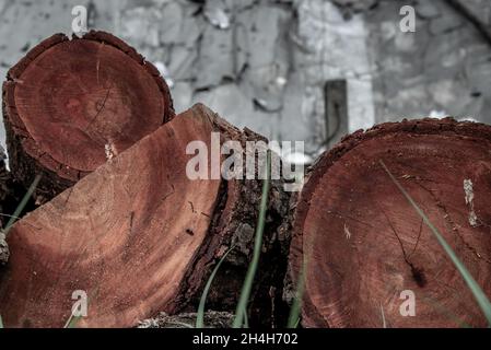 Stack of Xylia xylocarpa Taub (Leguminosae) stumps ready for use in ...