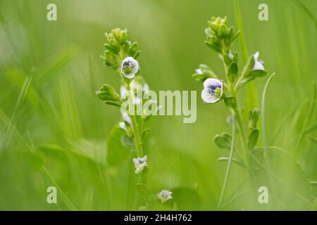 Rock speedwell (Veronica arvensis) Stock Photo