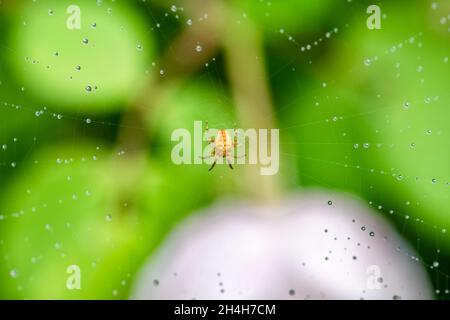 European garden spider, Araneus diadematus, in the web with water drops after the rain Stock Photo
