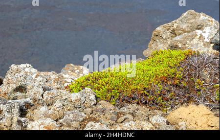 Moss covered rocks with a fresh lavafield in the background Stock Photo