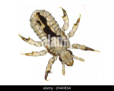 Larvae stadium of human head louse (Pediculus humanus capitis) under the microscope. 100x magnification. Stock Photo