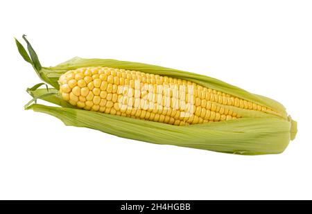 single ear of corn with green leaves, whole fresh maize isolated on white background, side view Stock Photo