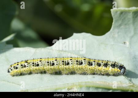 Cabbage caterpillar on a kohlrabi leaf. Insect close up. Pest in the vegetable patch. Stock Photo