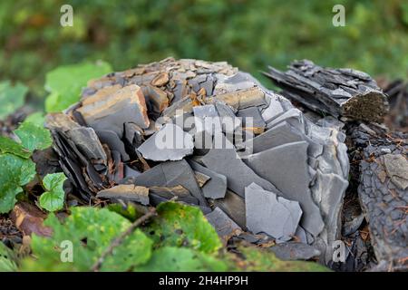 Close-up detail view of natural formation shale slate layer fossil dark grey black rock chips in moountain forest outdoors. Mineral stone fracking Stock Photo