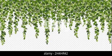 Ivy curtain, green creeper vines isolated on white background. Vector illustration in flat cartoon style Stock Vector