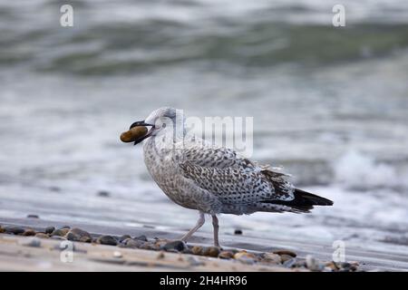 Herring Gull (Larus argentatus) juvenile with pebble in bill Cromer Norfolk GB UK October 2021 Stock Photo