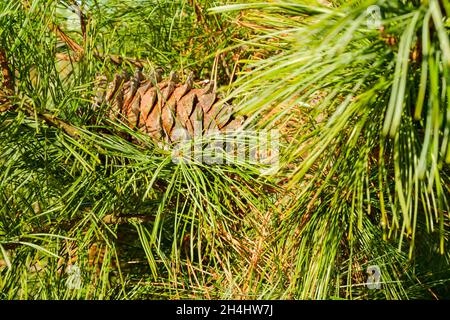 A fallen ripe cone, soaked in cedar resin, hanging in cedar branches. Nuts cedar resin is used in medicine and cooking. Selective focus. Stock Photo