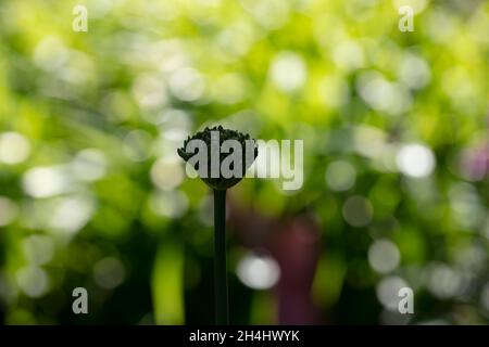 Nahaufnahme der noch grünen Knospen des Zierlauchs // Allium, unaufgeblüht vor verschwommenem Hintergrund in einem Garten in NRW, Deutschland. Stock Photo