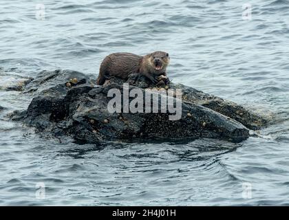 Otter (Lutra lutra), eating a crab on a rock, Lunna, Shetland Stock Photo