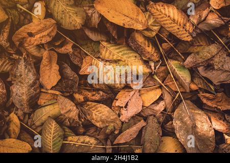 Dry walnut leaves on the ground on orchard as natural autumn season background, top view Stock Photo