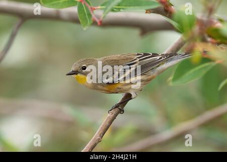 Yellow-rumped Warbler (Setophaga coronata auduboni), winter plumage Sacramento County California USA Stock Photo