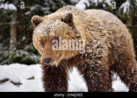 Beautiful close up portrait of the brown bear (Ursus arctos) Stock Photo
