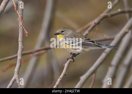 Yellow-rumped Warbler (Setophaga coronata auduboni), winter plumage Sacramento County California USA Stock Photo