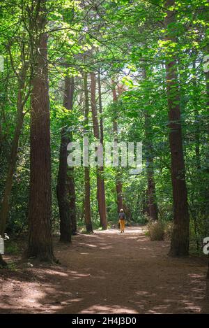 Woman alone, rear view of a mature woman walking in a forest on a summer day, Valley Gardens,Harrogate, North Yorkshire, England, UK Stock Photo