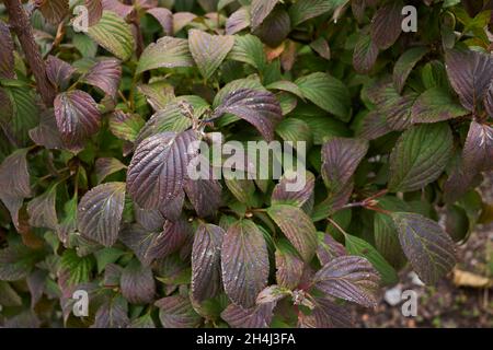 Viburnum farreri colorful foliage in autumn Stock Photo