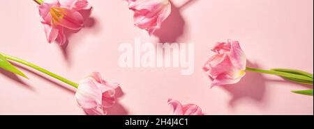 Pink tulips on pink background. Floral pattern. Greeting card. Space for text. Toned image. Stock Photo