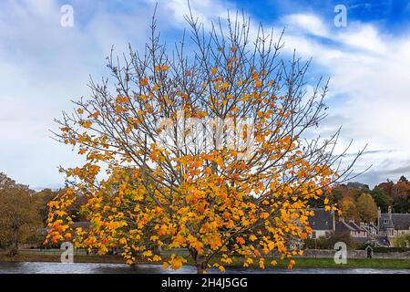 INVERNESS SCOTLAND RIVER NESS WITH AUTUMN TREE AND COLOURFUL RED AND GOLD AUTUMNAL MAPLE LEAVES Stock Photo