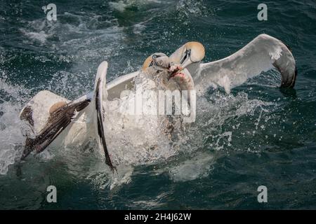 Two northern gannets, Morus bassanus, fighting in the sea over a fish Stock Photo