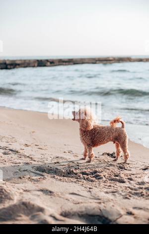 Redhead poodle dog playing on the beach near the sea on a sunny day Stock Photo