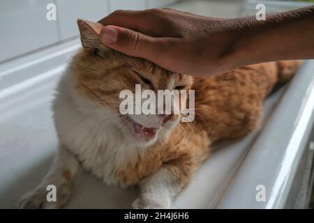 Hands-stroking ginger cat close-up. Happy cat's muzzle. Domestic pet close-up. Stock Photo
