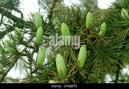 Numerous Light Green Young Pine Cones Growing on the Tree Stock Photo