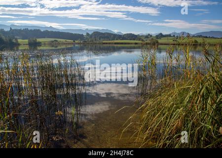 romantic lake in Bavaria with reeds, water lilies and mountain panorama in the background Stock Photo