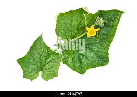 Branch cucumber plant with flowers isolated on white background. Top view Stock Photo