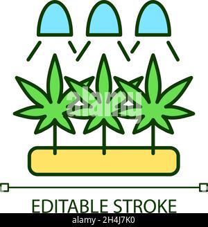 Cannabis cultivation RGB color icon Stock Vector