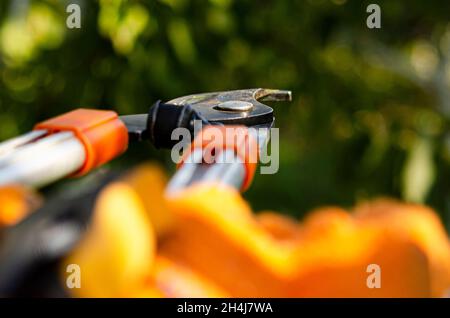 Pruning bushes in the garden. Autumnal garden work. gardening secateurs for cutting branches on white background Stock Photo