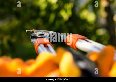 Pruning bushes in the garden. Autumnal garden work. gardening secateurs for cutting branches on white background Stock Photo