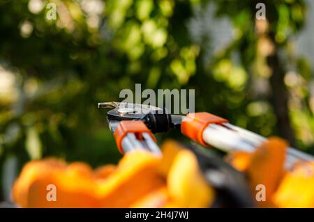 Pruning bushes in the garden. Autumnal garden work. gardening secateurs for cutting branches on white background Stock Photo