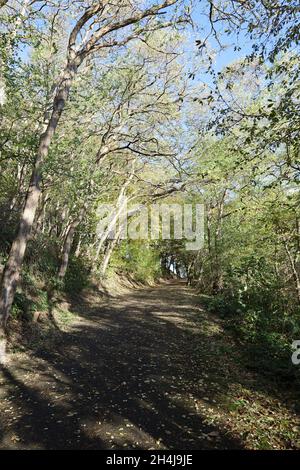 Autumn fairy tale. Park path covered in fallen leaves Stock Photo - Alamy