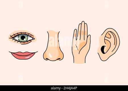 Sense organs for feeling concept. Hands ears nose lips and eyes for vision touching listening flavour and smell over pink background vector illustration  Stock Vector