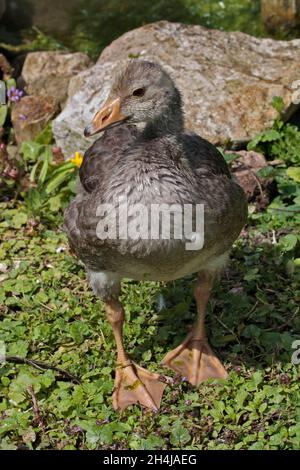 Greylag Goose Gosling (anser anser) Stock Photo
