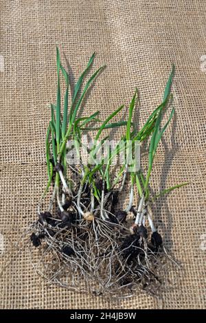 Garlic seedlings on burlap Stock Photo
