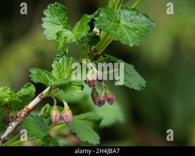 Close up of black currant branch with buds Stock Photo