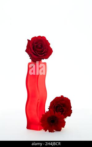 Dark red rose and gerbera with red vase and white background Stock Photo