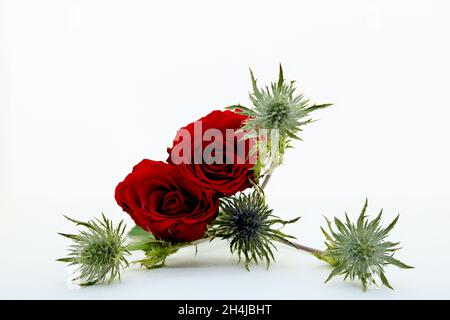Two dark red roses and green flower branch with white background Stock Photo