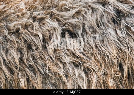 Close up on brown and gray wild fat-tailed sheep fur. Animal fur banner. Stock Photo