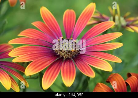 close-up of a beautiful orange-red purple osteospermum flower with yellow-bordered petals against a green, blurry background Stock Photo