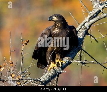 Juvenile Bald Eagle perched with a autumn blur background in its environment and habitat surrounding and displaying its fluffy dark brown plumage. Stock Photo