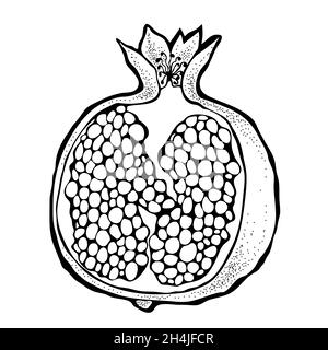 Vector illustration of hand drawn pomegranate isolated on a white background Stock Vector
