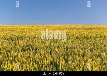 grain field - rural landscape, in the foreground ears of ripening wheat field Stock Photo