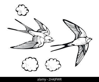 Swallow bird vector illustration, hand drawn set isolated on white background Stock Vector